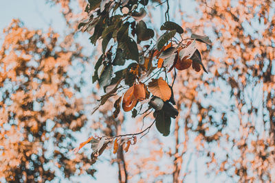 Low angle view of dry leaves on tree