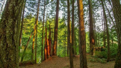 Pine trees in forest