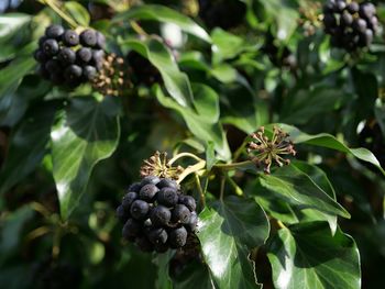 Close-up of blackberries growing on ivy