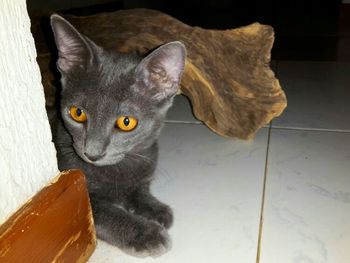 Close-up portrait of cat sitting on floor