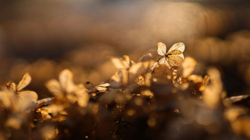 Close-up of wilted flower on field