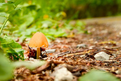 Close-up of mushroom in the forest