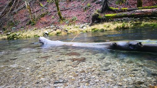 Ducks swimming in river by trees in forest