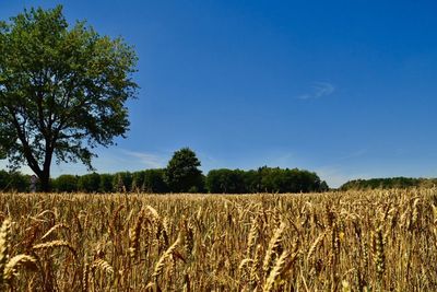 Scenic view of field against clear blue sky