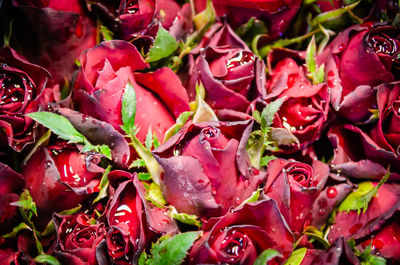 Full frame shot of red flowering plants