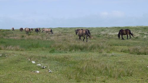 Horses grazing in a field