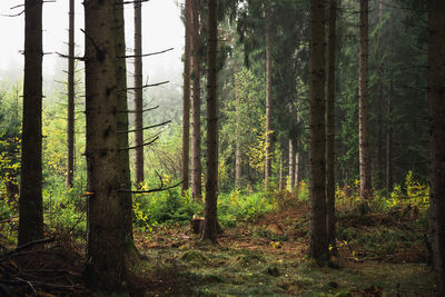 Trees in forest