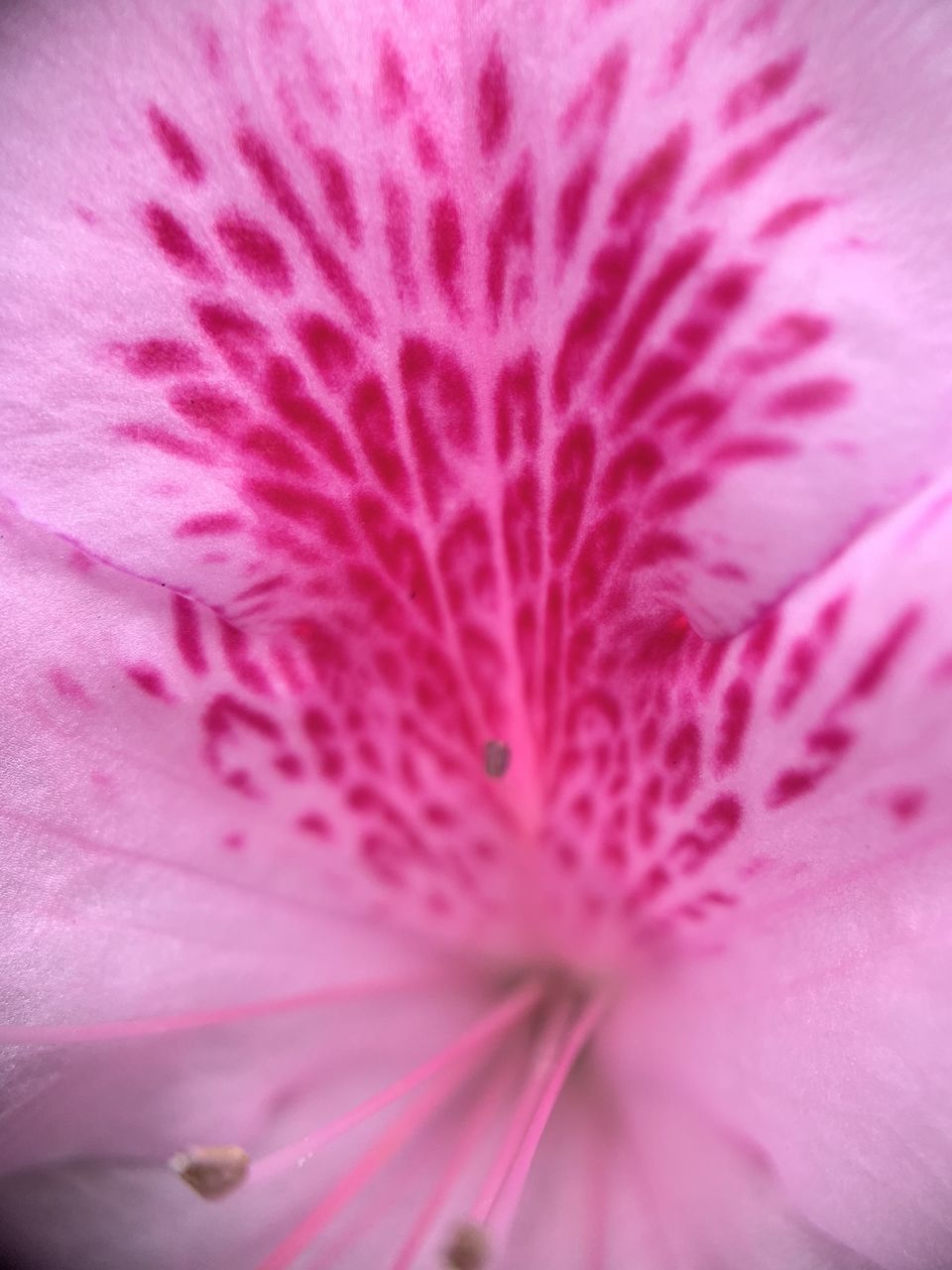 MACRO SHOT OF PINK ROSE FLOWER