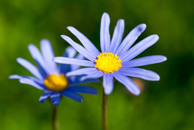 Close-up of yellow flower blooming outdoors