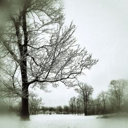 Bare trees on snow covered field