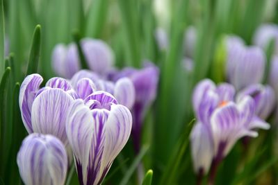 Purple flowers on the ground