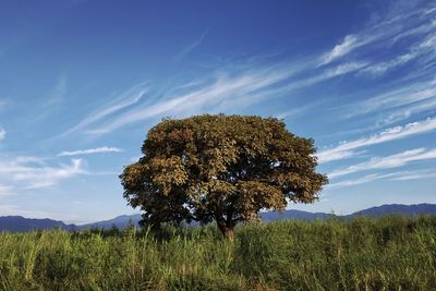 Tree on field against sky
