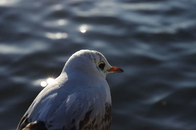 Close-up of seagull