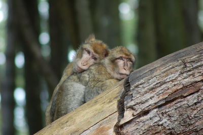 Close-up of monkey on tree trunk