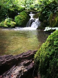 Scenic view of waterfall in forest