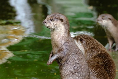 Close-up of short-clawed otter