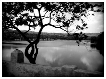 Trees in front of plants against the sky