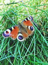 Close-up of butterfly on grass