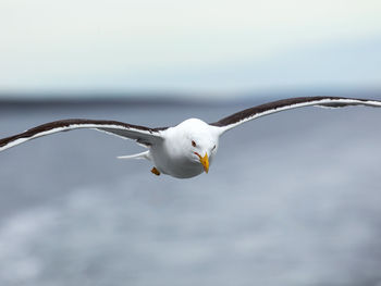 Close-up of seagull flying