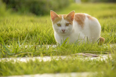 Portrait of cat on grass