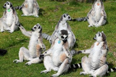 Lemurs sitting on grassy field