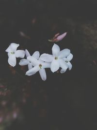 Close-up of white frangipani blooming outdoors