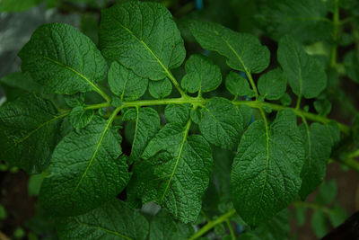 Close-up of plant