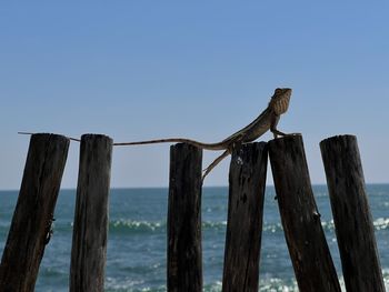 Low angle view of bird perching on wooden post