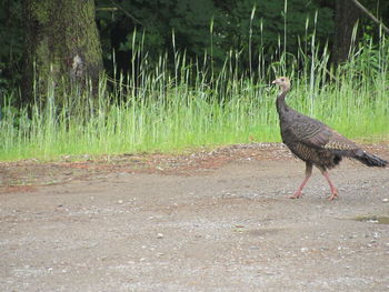 Side view of a bird walking in forest