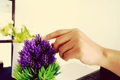 Close-up of hand holding purple flower against white background