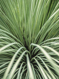 Close-up of palm leaves