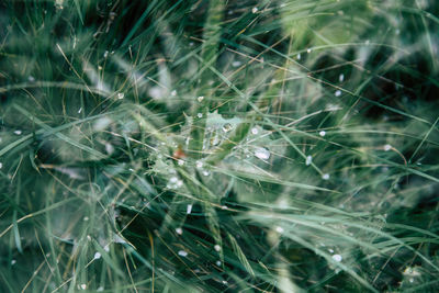 Close-up of wet spider web on plants