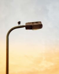 Bird perching against sky