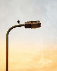 Bird perching against sky