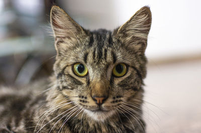 Close-up portrait of a cat