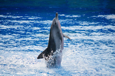 View of fish swimming in sea