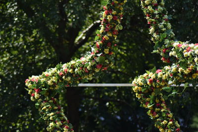 Close-up of flowers growing on tree