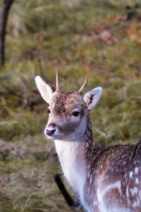 Close-up portrait of deer