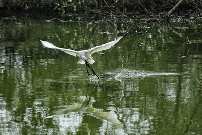 Bird flying over lake