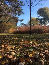 Trees and plants against sky during autumn