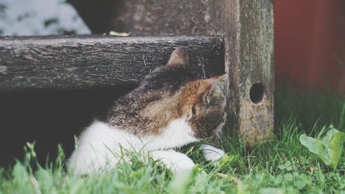 Cat lying on grass