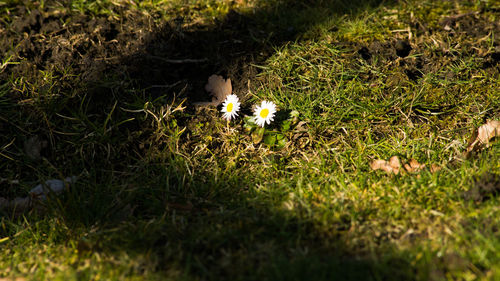 High angle view of flower on field
