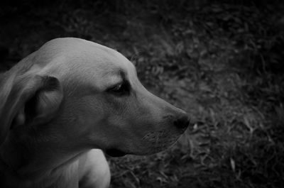 Close-up of dog