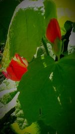 Close-up of red hibiscus blooming outdoors