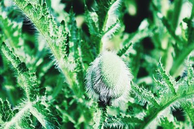 Close-up of flowering plant on field
