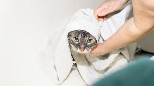 Midsection of woman holding cat