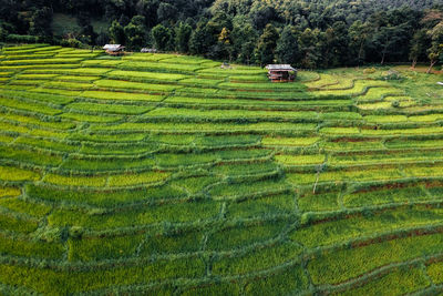 Scenic view of rice field