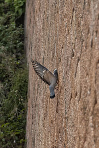 Close-up of bird flying over tree trunk