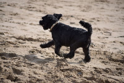 Dog running on sandy beach