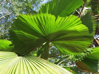 Low angle view of palm tree leaves